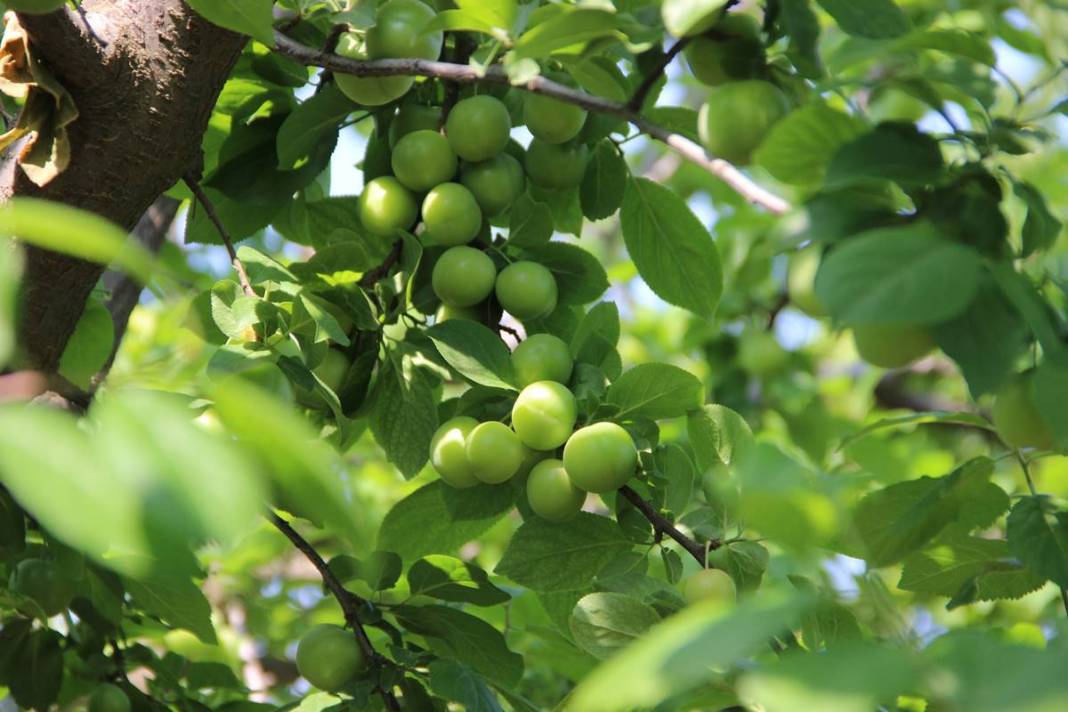Sadece bu kentte yetişiyor: Kilosu 100 TL'den kapışılıyor! Hasat, bu yıl erken başladı 19